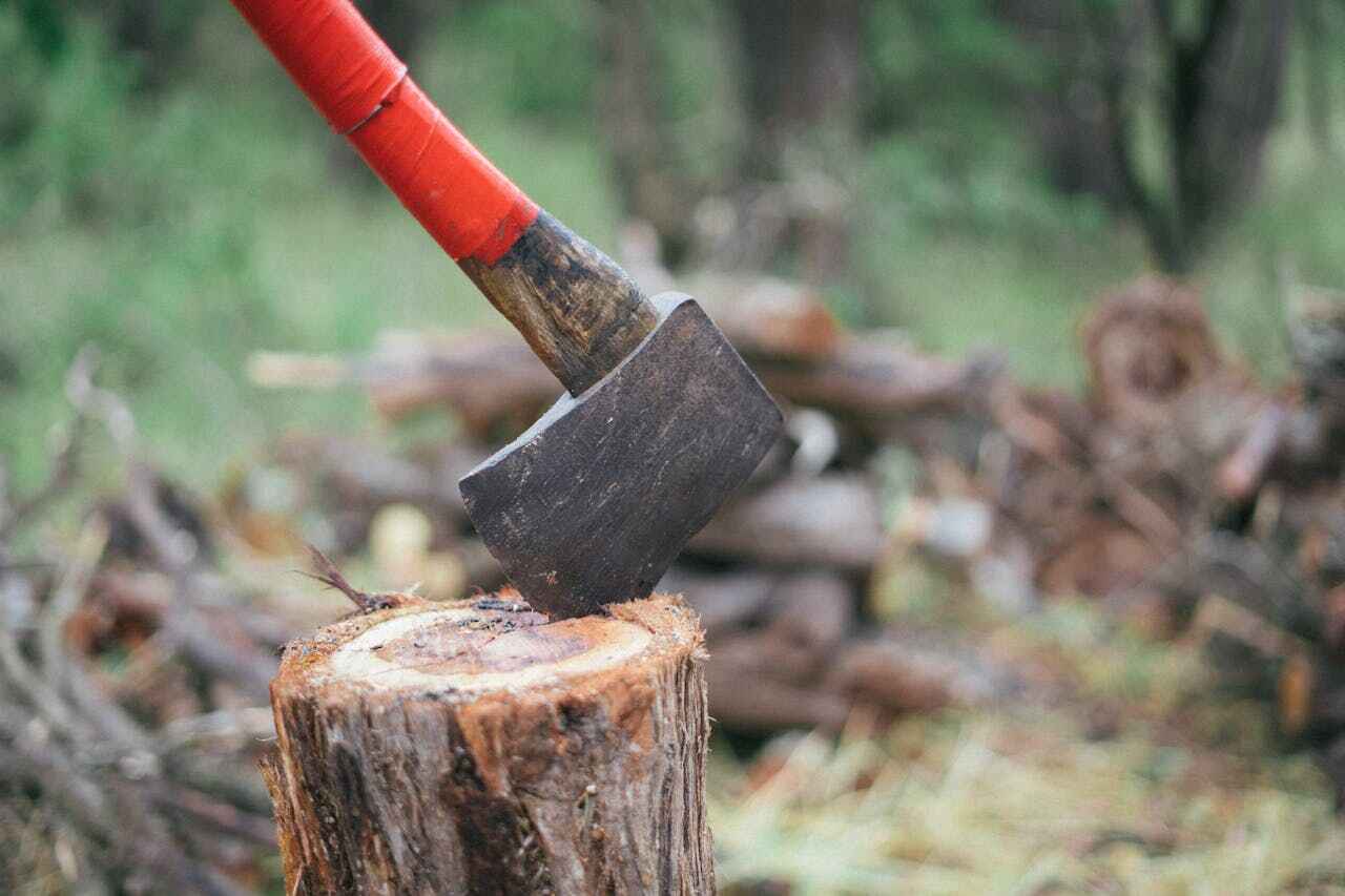 Best Tree Removal Near Me  in Bean Station, TN